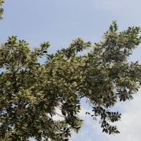 Elaeocarpus serratus L.